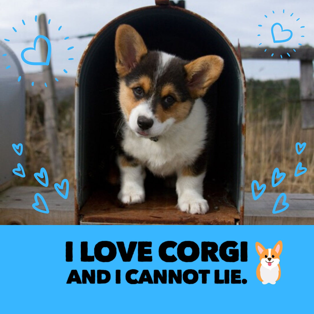 Corgis rescue, adoptions, re-home support groups, and resources.
