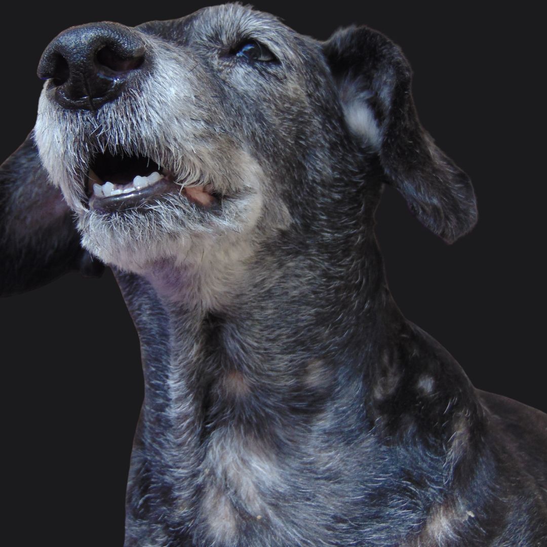 How To Care For Elderly Dogs And Keep Them Happy And Healthy