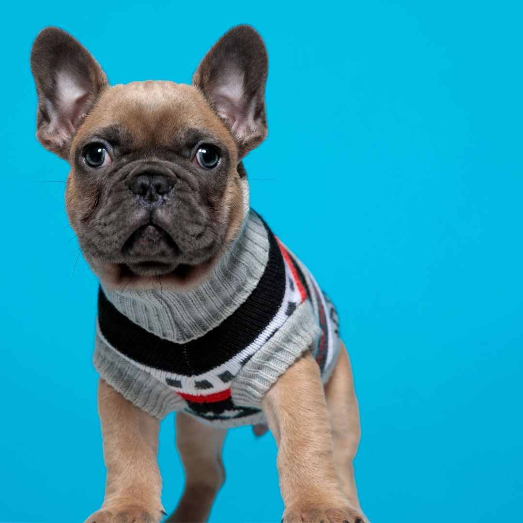 Four Reasons Why Frenchie Dogs Make Such Wonderful Pets