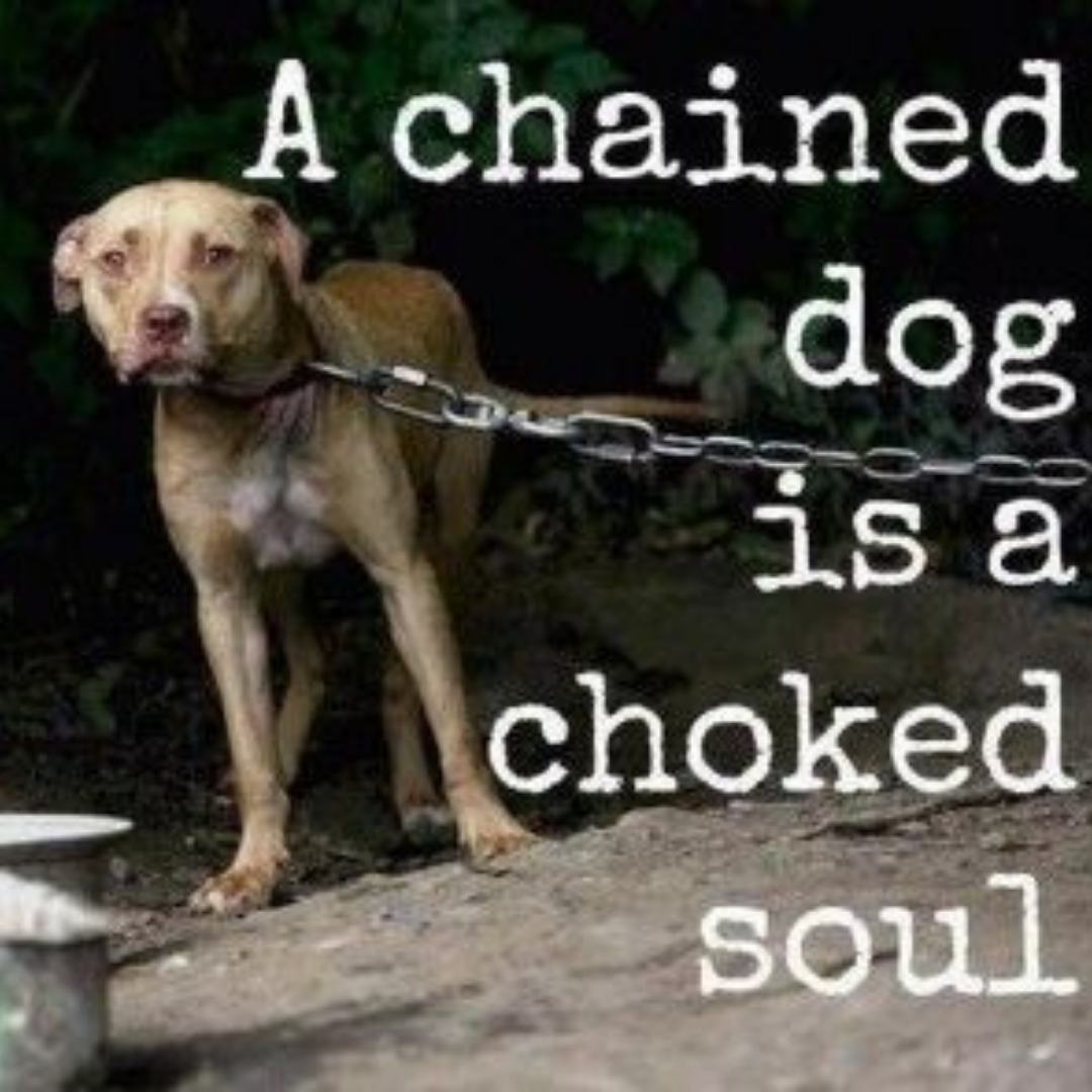 Unchain Your Dog: Reasons Why You Should Not Chain Your Dog